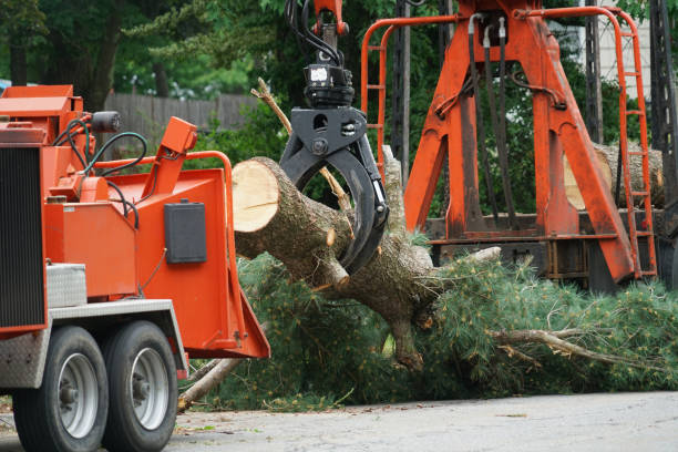 Best Tree and Shrub Care  in Donora, PA